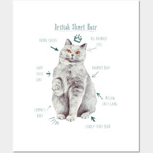 British Short Hair Kitty Illustration Posters and Art